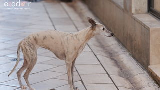 Đir po gradu, četvrtak 23. studenog 2023.