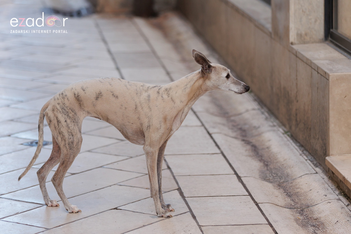 Đir po gradu, četvrtak 23. studenog 2023.