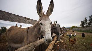 Farma “Dar-mar” (foto:Saša Čuka)