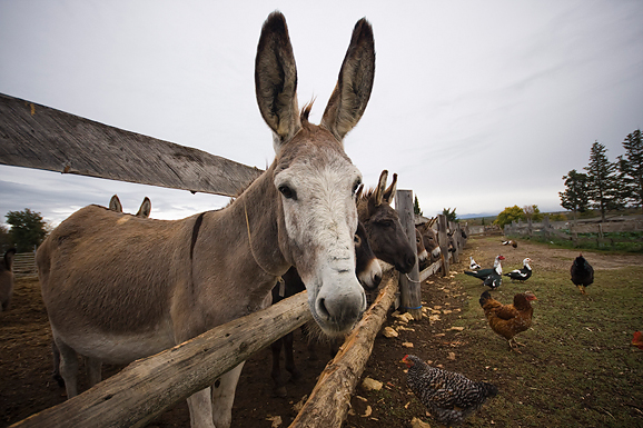 Farma “Dar-mar” (foto:Saša Čuka)