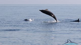 Razigrani dupini na Kornatima i kod Dugog otoka