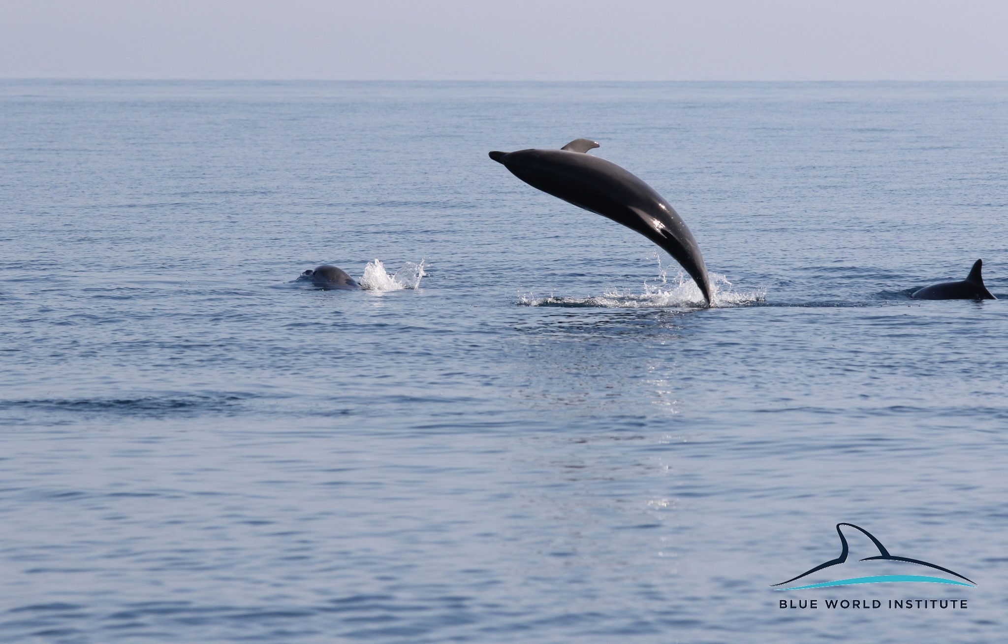 Razigrani dupini na Kornatima i kod Dugog otoka