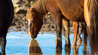 Libinje: Velebitski divlji konji, Foto: Leo Banić