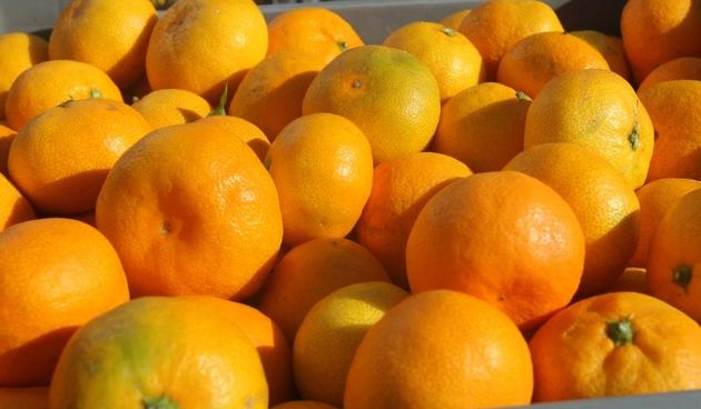 Akcija prodaje neretvanskih mandarina pod nazivom NERETVI Za DAR, Photo: Dino Stanin/PIXSELL