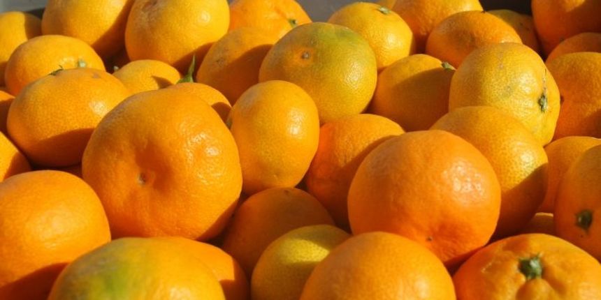 Akcija prodaje neretvanskih mandarina pod nazivom NERETVI Za DAR, Photo: Dino Stanin/PIXSELL