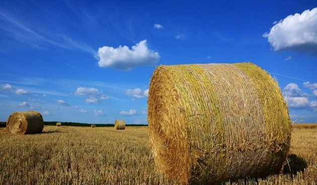 Sijeno, polje, poljoprivreda, selo, Photo: Ivica Galovic/ PIXSELL