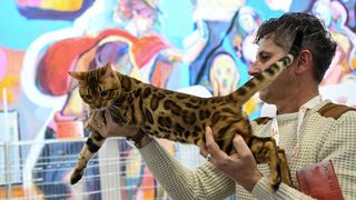 Međunarodna izložba mačaka