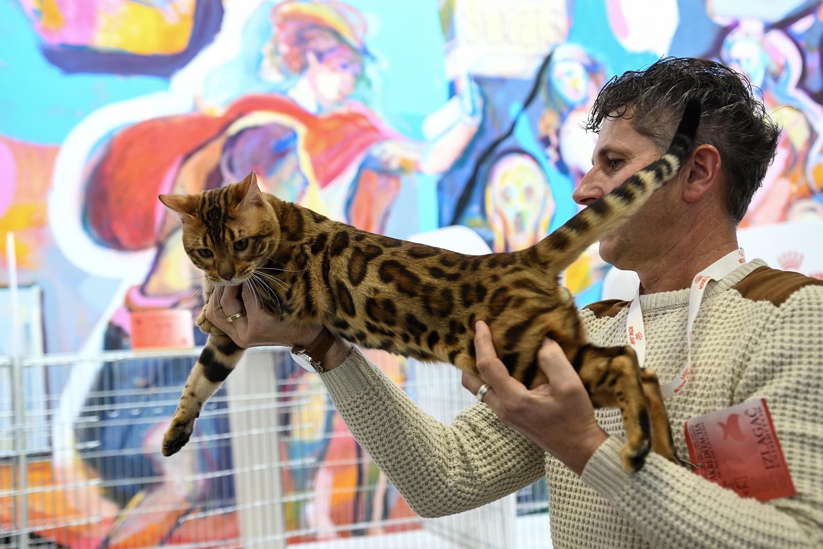 Međunarodna izložba mačaka