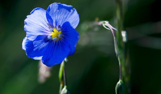 Plavi cvijet, foto: Jerolim Vulić