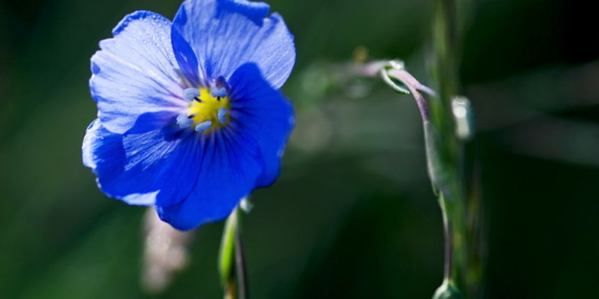 Plavi cvijet, foto: Jerolim Vulić