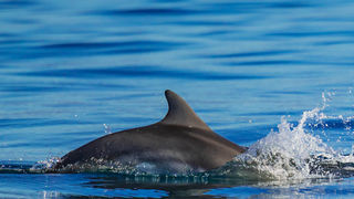 Pogledajte kako tri ženke dupina – Kiko, Sean i Andrea – love ribu kod otoka Orude Pogledajte kako tri ženke dupina – Kiko, Sean i Andrea – love ribu kod otoka Orude