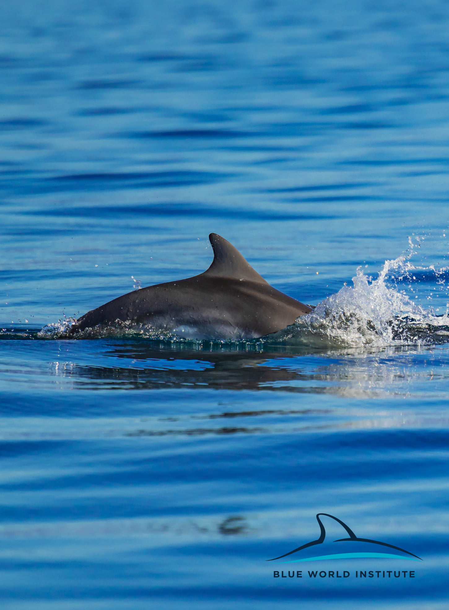 Pogledajte kako tri ženke dupina – Kiko, Sean i Andrea – love ribu kod otoka Orude Pogledajte kako tri ženke dupina – Kiko, Sean i Andrea – love ribu kod otoka Orude