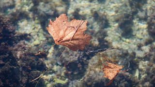 Đir po gradu, 17. siječnja 2025.