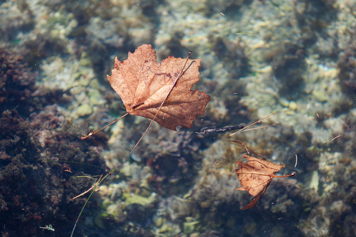 Đir po gradu, 17. siječnja 2025.