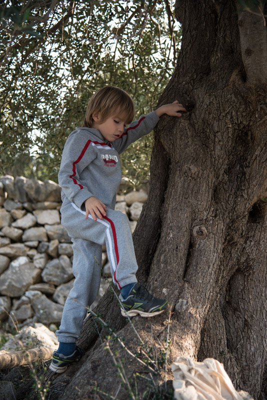 Berba maslina u Lunu, foto: V. Pesic