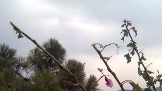 Pijavica s gradom poharala Dolaske Drage, Foto: Maria Dell’Orco Pijavica s gradom poharala Dolaske Drage, Foto: Maria Dell’Orco