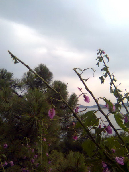 Pijavica s gradom poharala Dolaske Drage, Foto: Maria Dell’Orco Pijavica s gradom poharala Dolaske Drage, Foto: Maria Dell’Orco