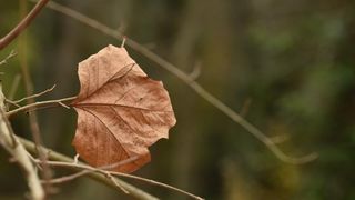 Skradinski buk – Jesenska idila u Nacionalnom parku Krka. Photo: Hrvoje Jelavic/PIXSELL Skradinski buk – Jesenska idila u Nacionalnom parku Krka. Photo: Hrvoje Jelavic/PIXSELL