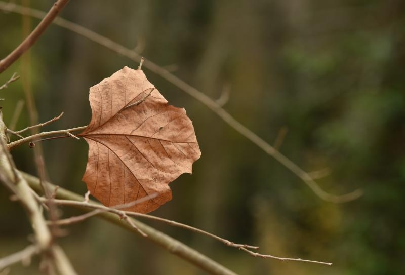 Skradinski buk – Jesenska idila u Nacionalnom parku Krka. Photo: Hrvoje Jelavic/PIXSELL Skradinski buk – Jesenska idila u Nacionalnom parku Krka. Photo: Hrvoje Jelavic/PIXSELL