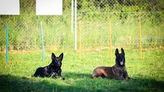 Kinološka udruga Malinois