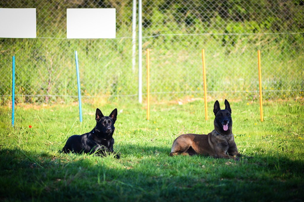 Kinološka udruga Malinois