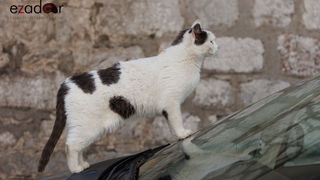 Đir po gradu, srijeda 22. ožujka 2023. Đir po gradu, srijeda 22. ožujka 2023.