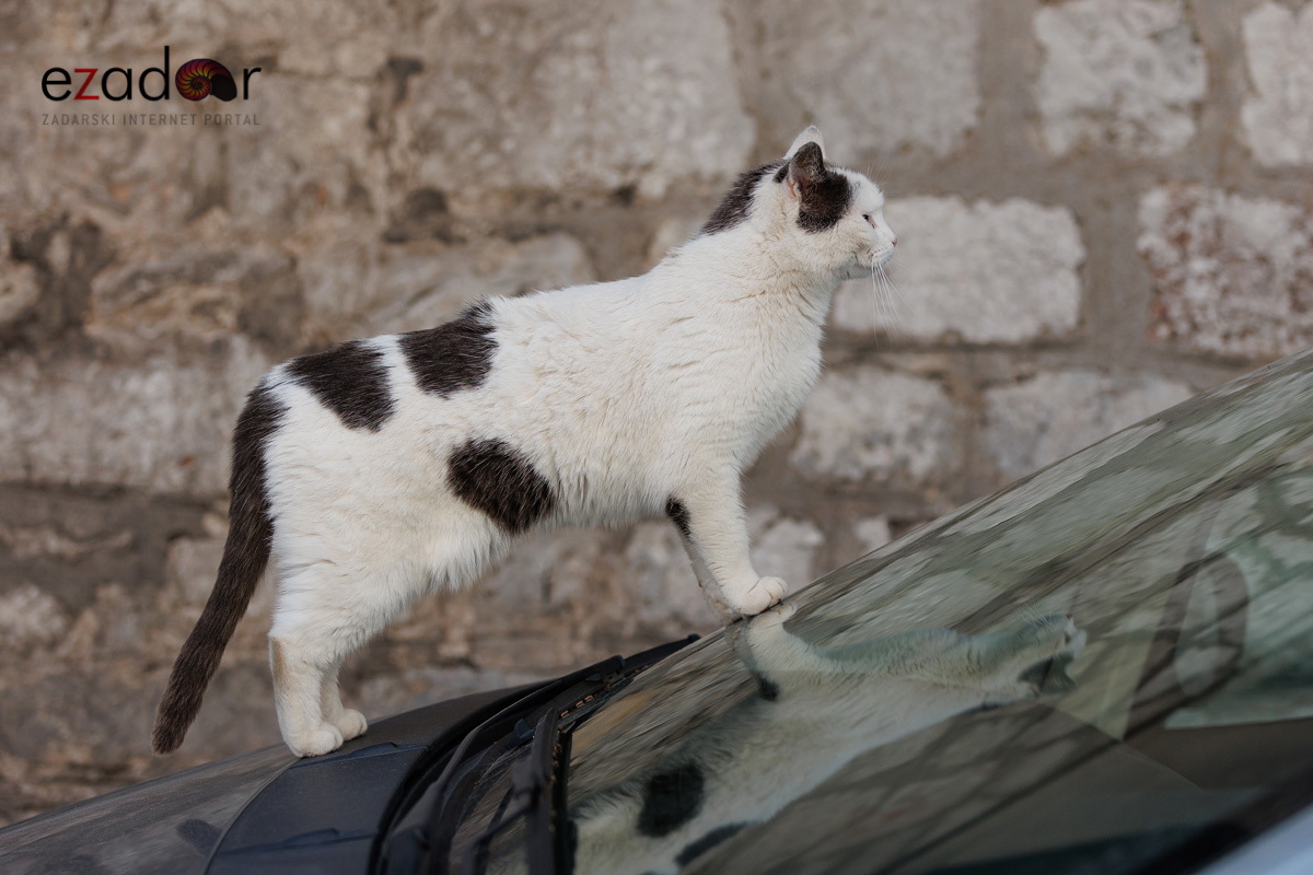 Đir po gradu, srijeda 22. ožujka 2023. Đir po gradu, srijeda 22. ožujka 2023.