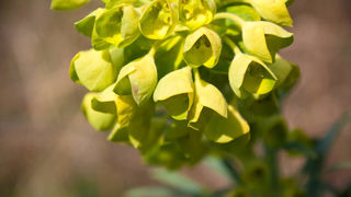 Šetnjica poučnom stazom sv. Leopolda Mandića, Mosor, foto: Darko Belančić