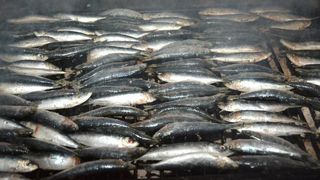 04.08.2015., Privlaka – Dalmatinska festa na domaci nacin prikazana je i u Privlaci pokraj Zadra na Privlackoj noci kada su mnogobrojni turisti i posjetitelji mogli gustati u morskim delicijama, poput dagnji, srdela, fritula i slicnog. Photo: Damir Spehar