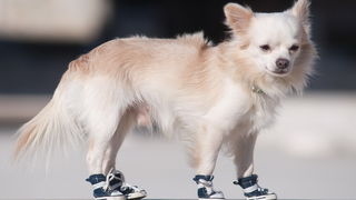 Zadar, 201211
Chihuahua Tito, vlasnice Elle Dusevic, gradom se seta u All Star tenisicama i trenerci.
Foto: Luka Gerlanc / CROPIX Zadar, 201211
Chihuahua Tito, vlasnice Elle Dusevic, gradom se seta u All Star tenisicama i trenerci.
Foto: Luka Gerlanc / CROPIX