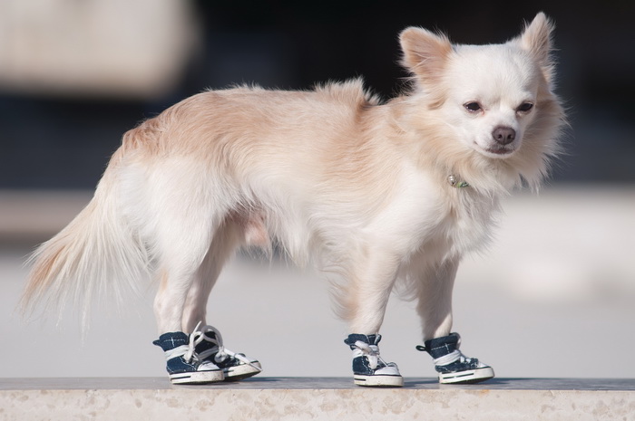 Zadar, 201211
Chihuahua Tito, vlasnice Elle Dusevic, gradom se seta u All Star tenisicama i trenerci.
Foto: Luka Gerlanc / CROPIX Zadar, 201211
Chihuahua Tito, vlasnice Elle Dusevic, gradom se seta u All Star tenisicama i trenerci.
Foto: Luka Gerlanc / CROPIX