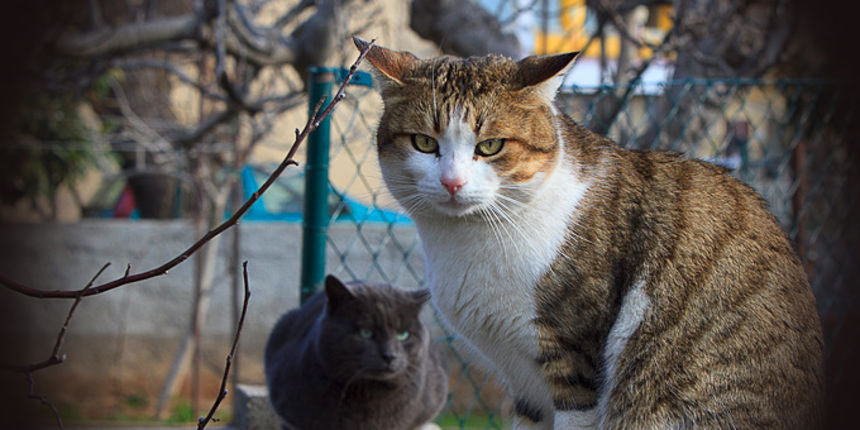 Mace by Leo Banic Mace by Leo Banic