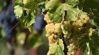 Vinogradi u Donjem polju kod Šibenika prepuni su zdravog crnog i bijeloga grozđa a ovih dana očekuju se i prve prve berbe. Photo: Hrvoje Jelavić/PIXSELL Vinogradi u Donjem polju kod Šibenika prepuni su zdravog crnog i bijeloga grozđa a ovih dana očekuju se i prve prve berbe. Photo: Hrvoje Jelavić/PIXSELL