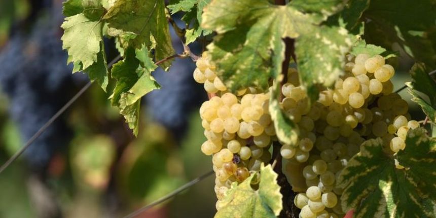 Vinogradi u Donjem polju kod Šibenika prepuni su zdravog crnog i bijeloga grozđa a ovih dana očekuju se i prve prve berbe. Photo: Hrvoje Jelavić/PIXSELL Vinogradi u Donjem polju kod Šibenika prepuni su zdravog crnog i bijeloga grozđa a ovih dana očekuju se i prve prve berbe. Photo: Hrvoje Jelavić/PIXSELL