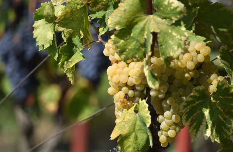 Vinogradi u Donjem polju kod Šibenika prepuni su zdravog crnog i bijeloga grozđa a ovih dana očekuju se i prve prve berbe. Photo: Hrvoje Jelavić/PIXSELL Vinogradi u Donjem polju kod Šibenika prepuni su zdravog crnog i bijeloga grozđa a ovih dana očekuju se i prve prve berbe. Photo: Hrvoje Jelavić/PIXSELL