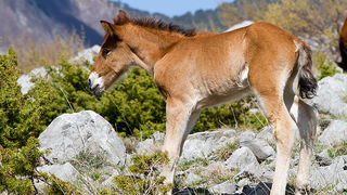 Divlji konji na Velebitu, foto: Leo Banić