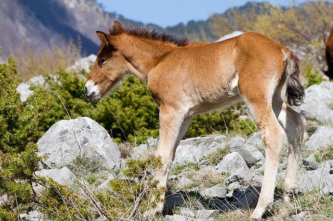 Divlji konji na Velebitu, foto: Leo Banić