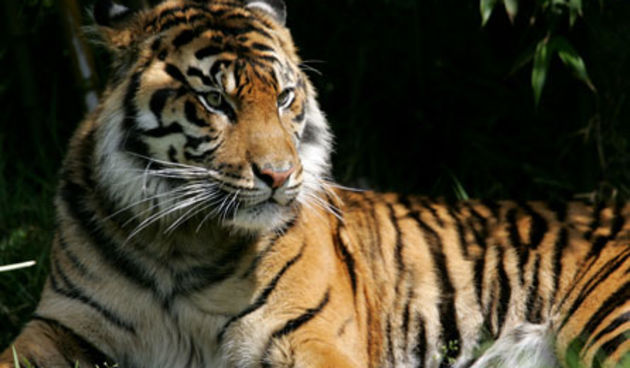 Tigrica (Foto: ninemsn.com.au)