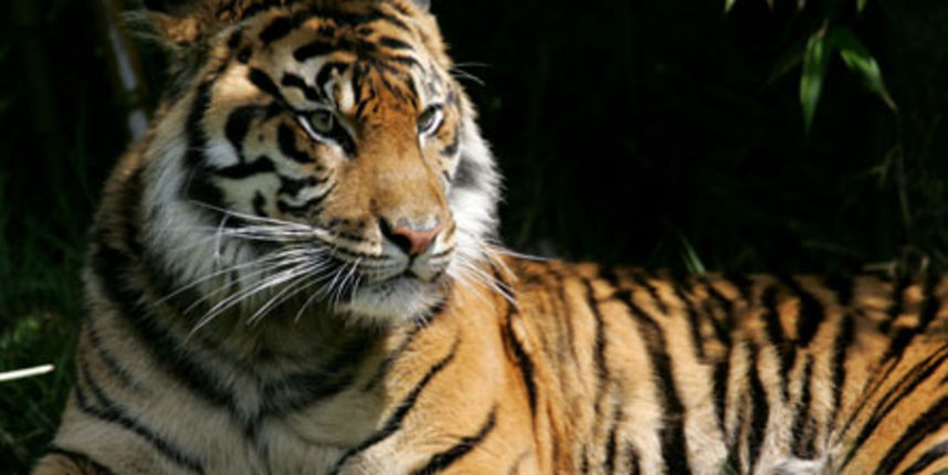 Tigrica (Foto: ninemsn.com.au)
