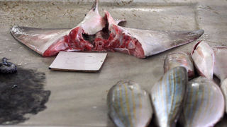 Image 1200393 (auto)