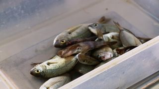 Vir: Međužupanijsko prvenstvo u sportskom ribolovu štapom s obale za seniorke Vir: Međužupanijsko prvenstvo u sportskom ribolovu štapom s obale za seniorke