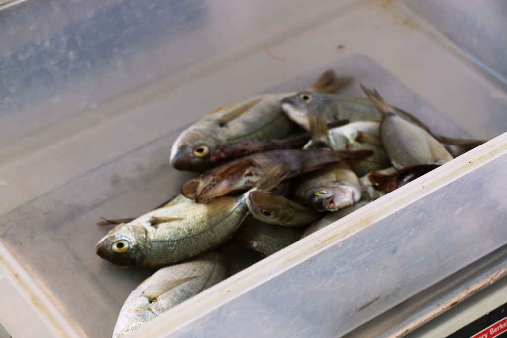 Vir: Međužupanijsko prvenstvo u sportskom ribolovu štapom s obale za seniorke Vir: Međužupanijsko prvenstvo u sportskom ribolovu štapom s obale za seniorke