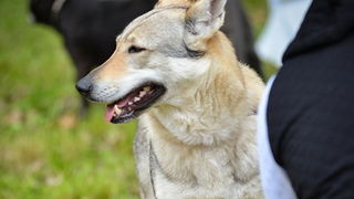 16. Međunarodna izložba pasa CACIB Zadar – Prvak prvaka 2016. 16. Međunarodna izložba pasa CACIB Zadar – Prvak prvaka 2016.