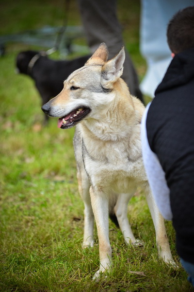 16. Međunarodna izložba pasa CACIB Zadar – Prvak prvaka 2016. 16. Međunarodna izložba pasa CACIB Zadar – Prvak prvaka 2016.