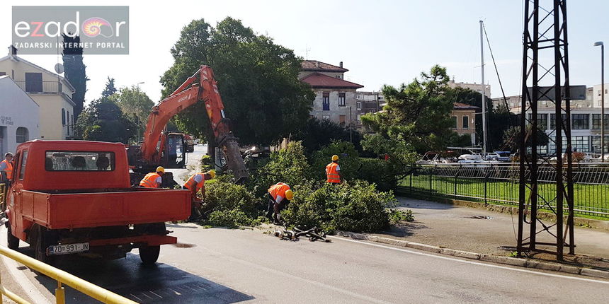 Motorinim pilama i bagerom ruše se stabla fafarikula u ulici Oko Vrulje Motorinim pilama i bagerom ruše se stabla fafarikula u ulici Oko Vrulje