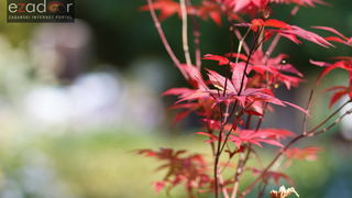 Đir po gradu, petak 13. listopada 2017.