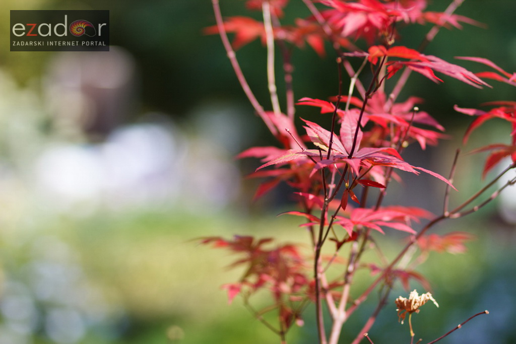 Đir po gradu, petak 13. listopada 2017.