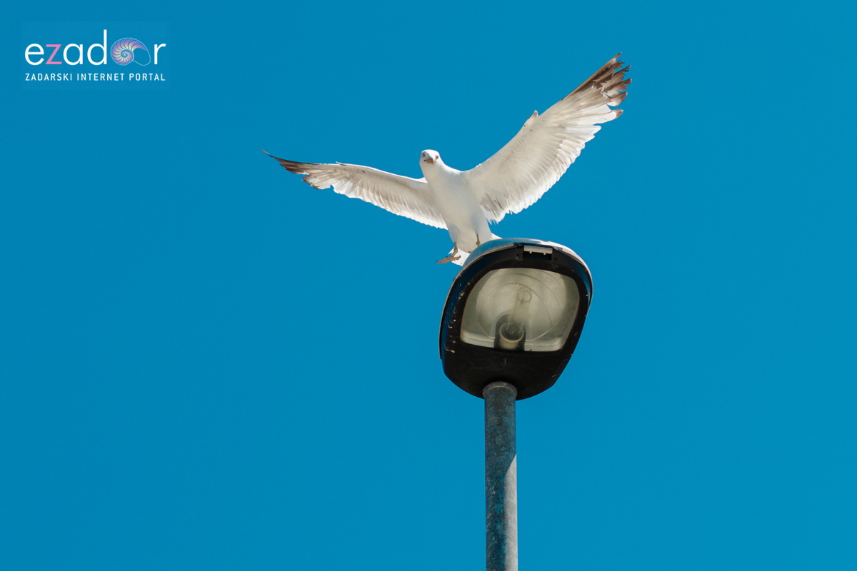 Đir po gradu, ponedjeljak 24. lipnja 2019. Đir po gradu, ponedjeljak 24. lipnja 2019.