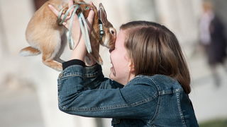 Zadar, 020412
Ove tri djevojcice setaju se gradom vodeci na uzicama svoje nesvakidasnje kucne ljubimce – zecice Bubicu,Vini i Pjegicu.
Na fotografiji: djevojcica sa zecicom Vini na Forumu.
Foto: Luka Gerlanc / CROPIX