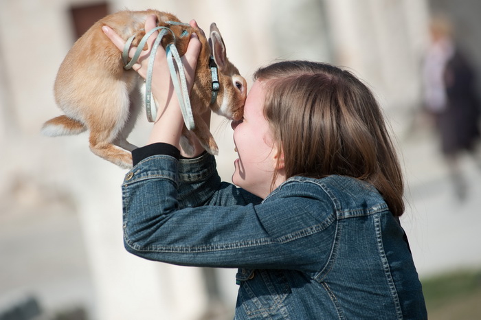 Zadar, 020412
Ove tri djevojcice setaju se gradom vodeci na uzicama svoje nesvakidasnje kucne ljubimce – zecice Bubicu,Vini i Pjegicu.
Na fotografiji: djevojcica sa zecicom Vini na Forumu.
Foto: Luka Gerlanc / CROPIX